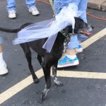 img_1270_1024x683
