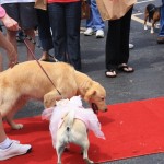img_1288_1024x683
