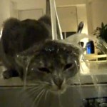 Snookers: The Cat Who Likes to Shower in the Sink Video