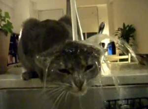 snookers-the-cat-takes-shower-in-sink