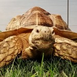 The 2010 Petropolis Pet Carnival is May 8!
