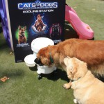 Cats and Dogs Beat the Heat at Petropolis in Honor of "Cats & Dogs: The Revenge of Kitty Galore"