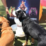 Cats and Dogs Watering Station at Petropolis 10