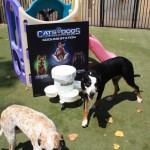 Cats and Dogs Watering Station at Petropolis 100