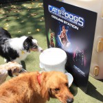 Cats and Dogs Watering Station at Petropolis 101