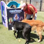 Cats and Dogs Watering Station at Petropolis 105