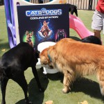 Cats and Dogs Watering Station at Petropolis 107