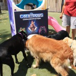 Cats and Dogs Watering Station at Petropolis 108