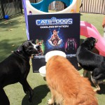 Cats and Dogs Watering Station at Petropolis 109
