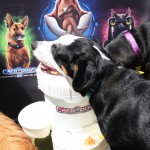 Cats and Dogs Watering Station at Petropolis 11