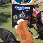 Cats and Dogs Watering Station at Petropolis 110