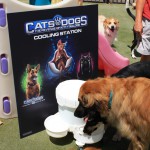 Cats and Dogs Watering Station at Petropolis 112