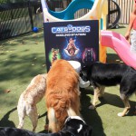 Cats and Dogs Watering Station at Petropolis 117