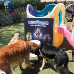 Cats and Dogs Watering Station at Petropolis 119