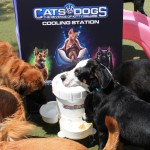 Cats and Dogs Watering Station at Petropolis 12