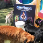Cats and Dogs Watering Station at Petropolis 120