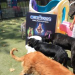 Cats and Dogs Watering Station at Petropolis 121