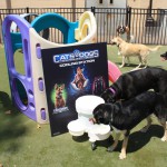 Cats and Dogs Watering Station at Petropolis 122