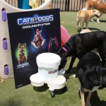 Cats and Dogs Watering Station at Petropolis 124