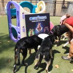 Cats and Dogs Watering Station at Petropolis 128