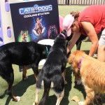 Cats and Dogs Watering Station at Petropolis 129