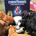Cats and Dogs Watering Station at Petropolis 13