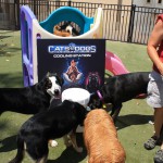 Cats and Dogs Watering Station at Petropolis 131