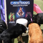 Cats and Dogs Watering Station at Petropolis 132