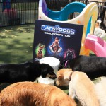Cats and Dogs Watering Station at Petropolis 133