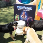 Cats and Dogs Watering Station at Petropolis 134