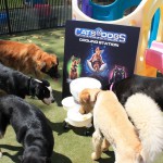 Cats and Dogs Watering Station at Petropolis 135