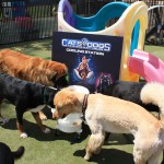 Cats and Dogs Watering Station at Petropolis 136