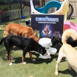 Cats and Dogs Watering Station at Petropolis 137