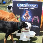 Cats and Dogs Watering Station at Petropolis 138