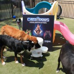 Cats and Dogs Watering Station at Petropolis 139
