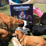 Cats and Dogs Watering Station at Petropolis 14