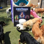 Cats and Dogs Watering Station at Petropolis 140