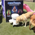Cats and Dogs Watering Station at Petropolis 141