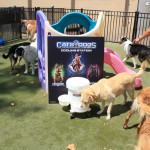Cats and Dogs Watering Station at Petropolis 142