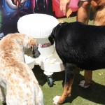 Cats and Dogs Watering Station at Petropolis 144