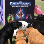 Cats and Dogs Watering Station at Petropolis 146