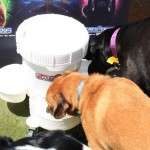 Cats and Dogs Watering Station at Petropolis 148
