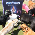 Cats and Dogs Watering Station at Petropolis 151