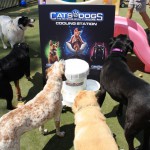Cats and Dogs Watering Station at Petropolis 152