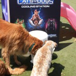 Cats and Dogs Watering Station at Petropolis 16