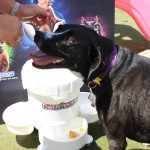 Cats and Dogs Watering Station at Petropolis 19