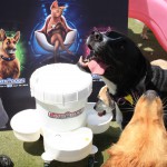 Cats and Dogs Watering Station at Petropolis 20