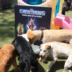 Cats and Dogs Watering Station at Petropolis 23