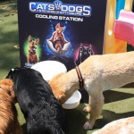Cats and Dogs Watering Station at Petropolis 24