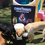 Cats and Dogs Watering Station at Petropolis 25
